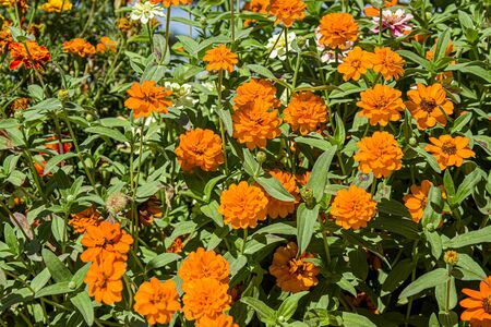 Dwarf zinnia flowers in the park as a background for designの写真素材
