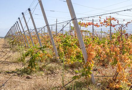 Vineyard in the fall against the backdrop of mountains and sky. Landscapeの写真素材