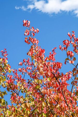Yellow-red tree leaves against the skyの写真素材