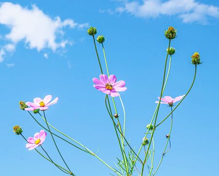 Cosmea flowers in nature against the sky. Selective focusの写真素材