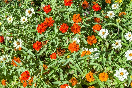 Dwarf zinnia flowers in the park as a background for designの写真素材