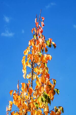 Yellow-red tree leaves against the skyの写真素材