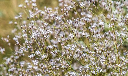 Small white flowers plants as backgroundの写真素材
