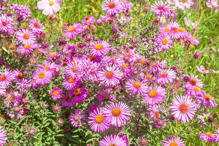 Bright autumn september flowers close-upの写真素材
