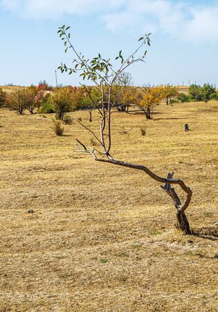 Little crooked tree apple tree in natureの写真素材
