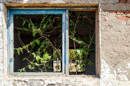Old overgrown window in a brick wallの写真素材
