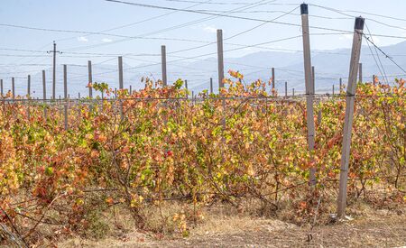Vineyard in the fall against the backdrop of mountains and sky. Landscapeの写真素材