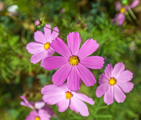 Cosmea flowers in nature. Selective focusの写真素材
