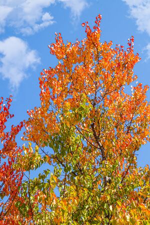 Autumn multi-colored crowns of trees against the skyの写真素材
