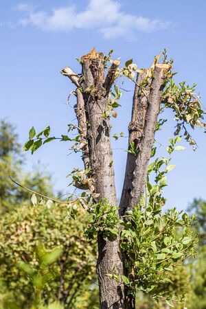 Spring clipped tree in the parkの写真素材