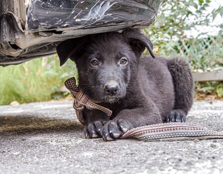 Black puppy dog German shepherdの写真素材