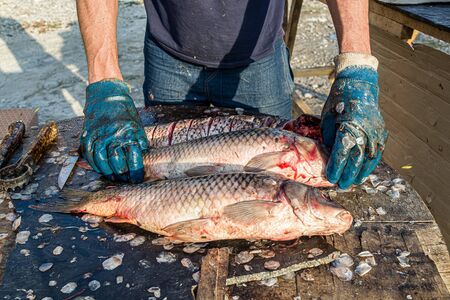 Cutting fish carp on the table close-upの写真素材