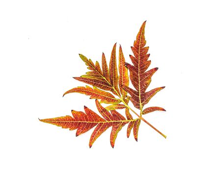 Carved autumn leaves on a white backgroundの写真素材