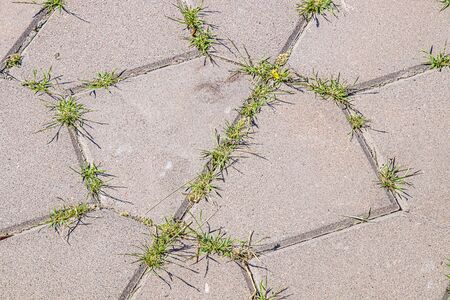 Grass weed grows between paving slabsの写真素材