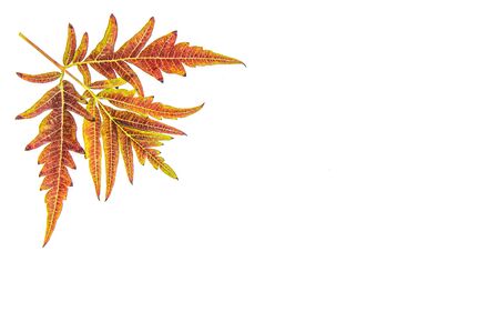 Carved autumn leaves on a white backgroundの写真素材