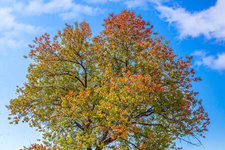 Autumn multi-colored crowns of trees against the skyの写真素材