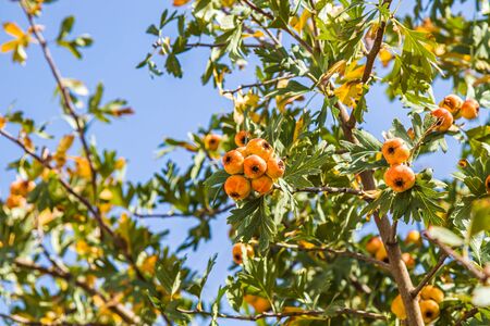 Hawthorn plants with fruits. Selective focusの写真素材