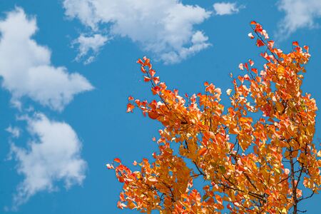 Autumn multi-colored crowns of trees against the skyの写真素材
