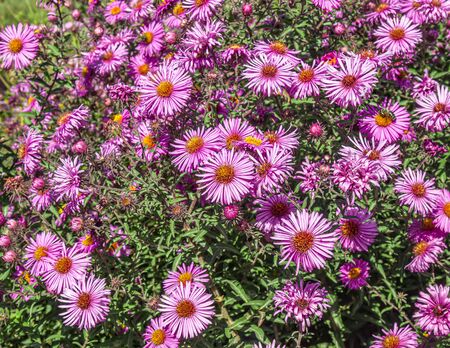 Cosmea flowers in nature. Selective focusの写真素材