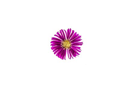 Bright autumn october flowers on a white backgroundの写真素材