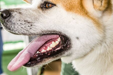 Dog breed Akita Inu large portraitの写真素材