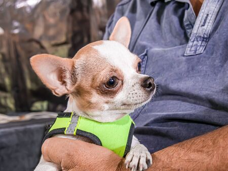 Dog breed dwarf pincher in the hands of the owner.Chihuahua dog in the hands of the ownerの写真素材