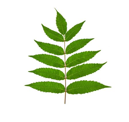 Green sprig plant isolated on white background.Selective focus.の写真素材