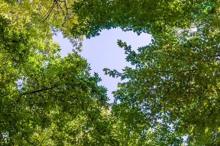 Crowns of trees against the sky as a background for designの写真素材
