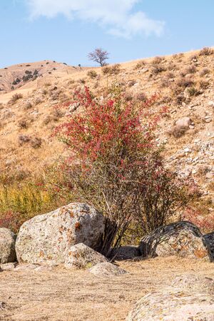 A bush with berries grows between stones in natureの写真素材
