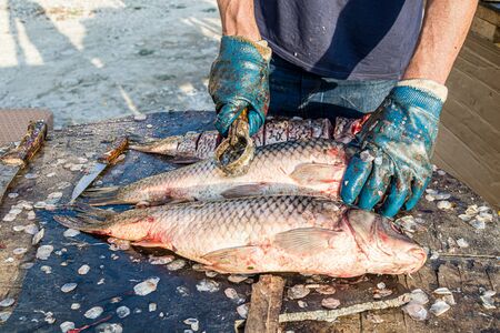 Cutting fish carp on the table close-upの写真素材