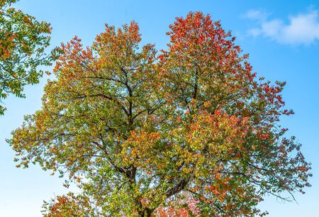 Autumn tree on sky backgroundの写真素材