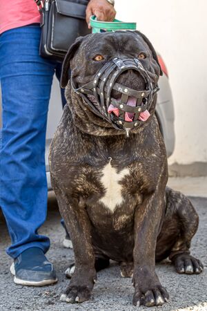 Dog breed Cane Corso large portraitの写真素材