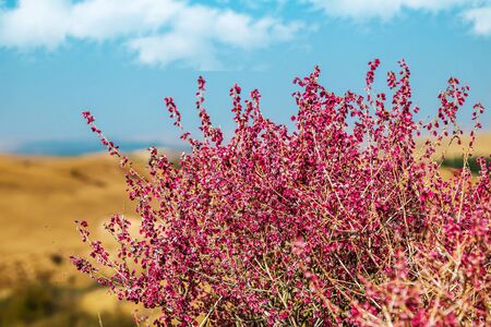 Yellow-red tree leaves against the skyの写真素材