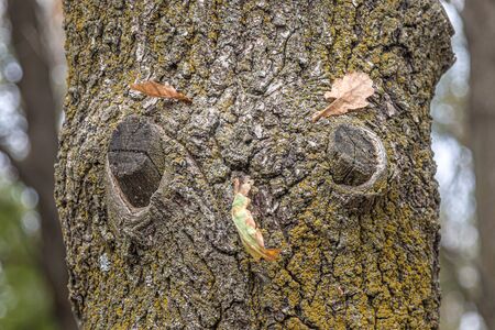 Tree trunk in big knots. Selective focus.の写真素材