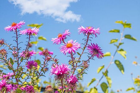 Bright autumn september flowers on sky backgroundの写真素材