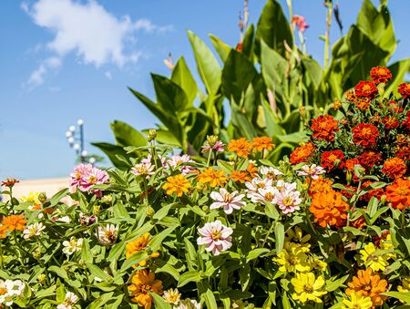 Multicolored dwarf zinnia flowers in the parkの写真素材