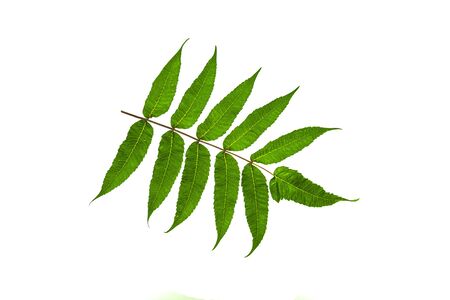 Green leaves on a white background.の写真素材