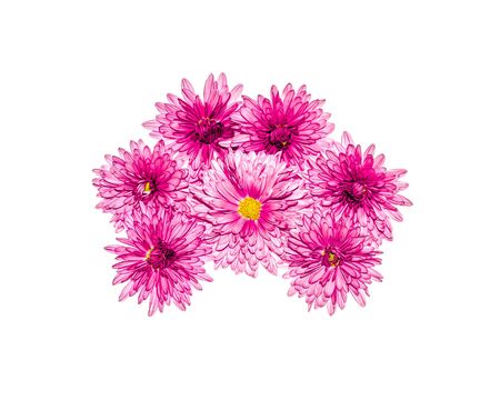 Autumn chrysanthemum flowers on a white backgroundの写真素材