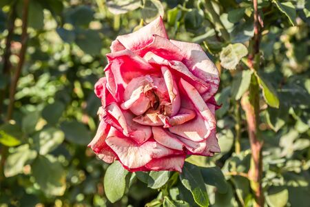 Fading rose in an outdoor gardenの写真素材