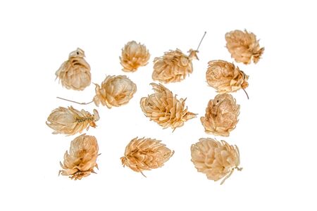 Dry cones hops plants on a white backgroundの写真素材