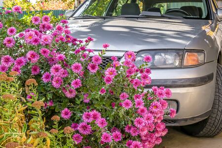 Autumn chrysanthemum flowers in the gardenの写真素材