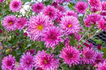 Autumn chrysanthemum flowers in the gardenの写真素材