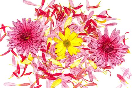 Autumn chrysanthemum flowers on a white backgroundの写真素材