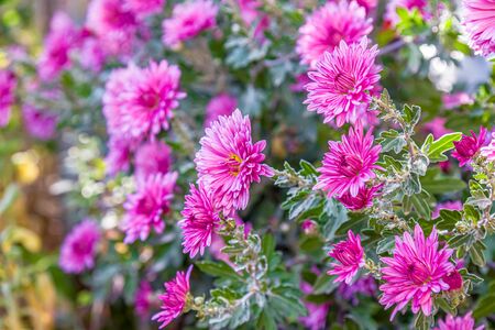 Autumn chrysanthemum flowers in the gardenの写真素材