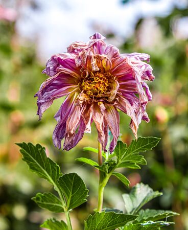 Wilting peony flower in the gardenの写真素材