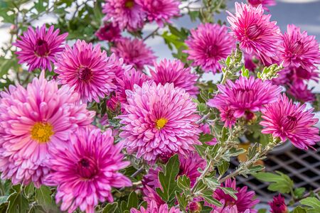 Autumn chrysanthemum flowers in the gardenの写真素材