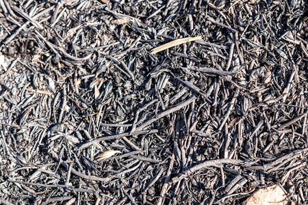 Burnt dry grass as backgroundの写真素材