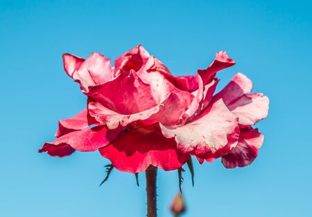 Fading rose in the garden against the skyの写真素材
