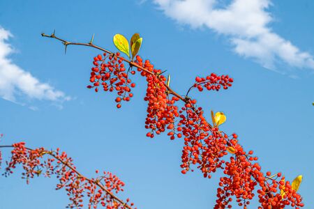 Red berries of barberry bottom view against a blue sky.の写真素材