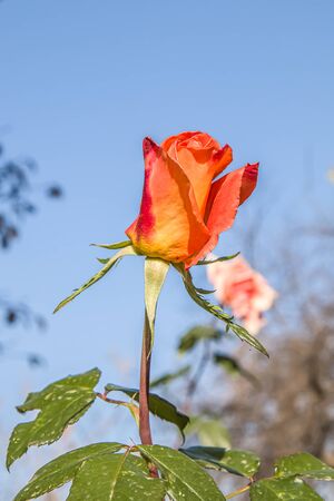 Fading rose in the garden against the skyの写真素材